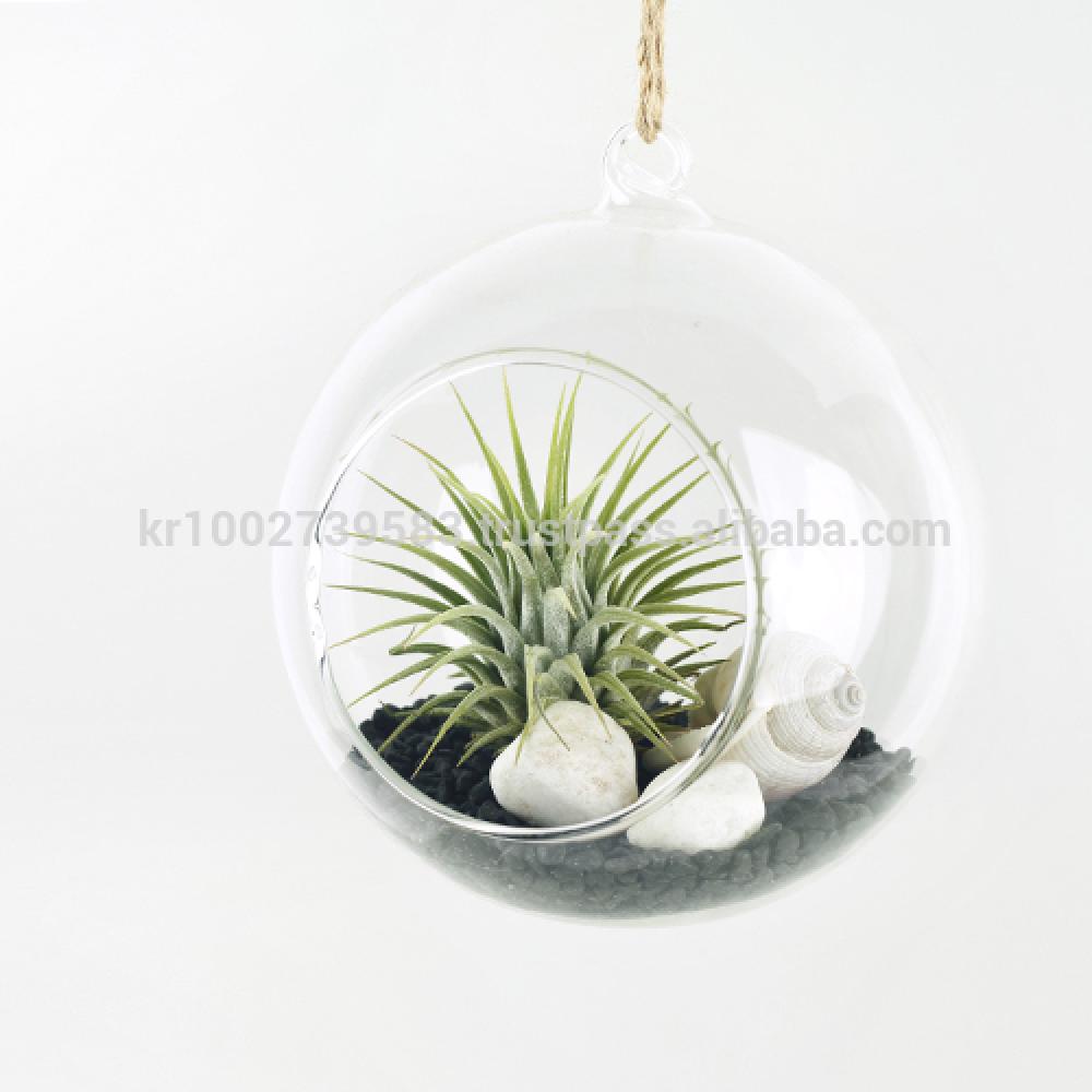 Tillandsia Hanging Glass Gift Set." Black Sea " by Joinflower Joinfolia