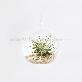 detail image1 Air Plants Tillandsia DIY Terrarium Kit " Ionantha Mini Beach " by Joinflower Joinfolia