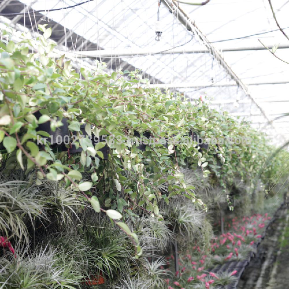 Beautiful flowering indoor plant lipstick " Red " Joinflower Joinfolia