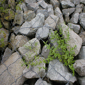 Gabions (Oval type, Mattress type)