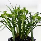 China Oriental Orchids