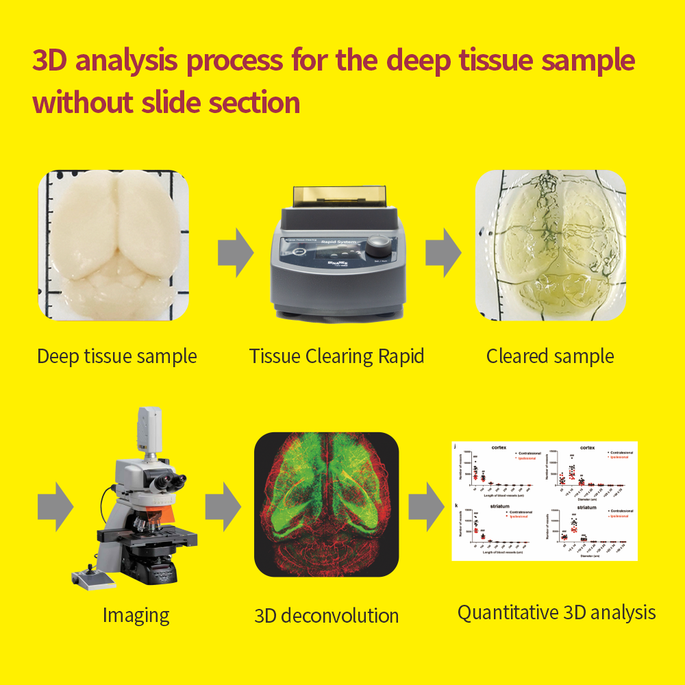 Binaree Tissue Clearing Rapid Solution Brain