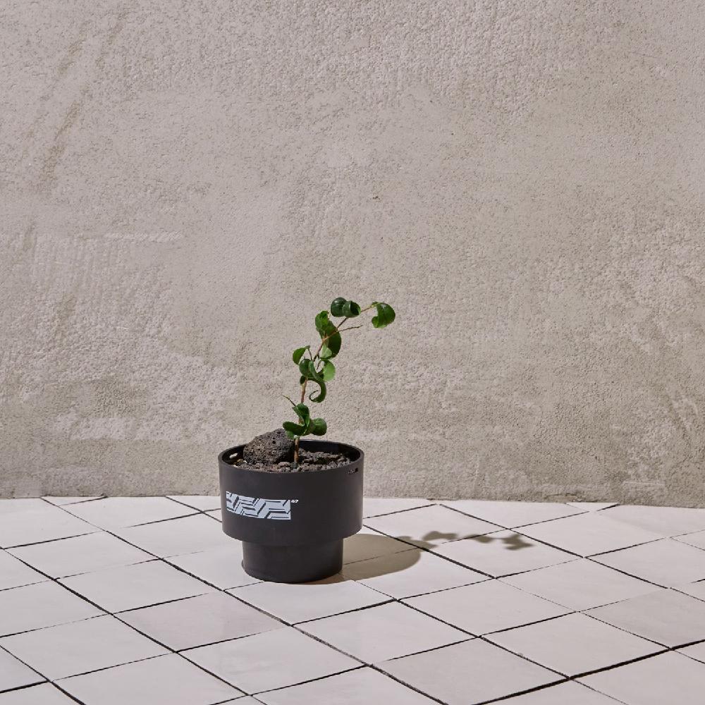 Pot Copenhagen Midnight