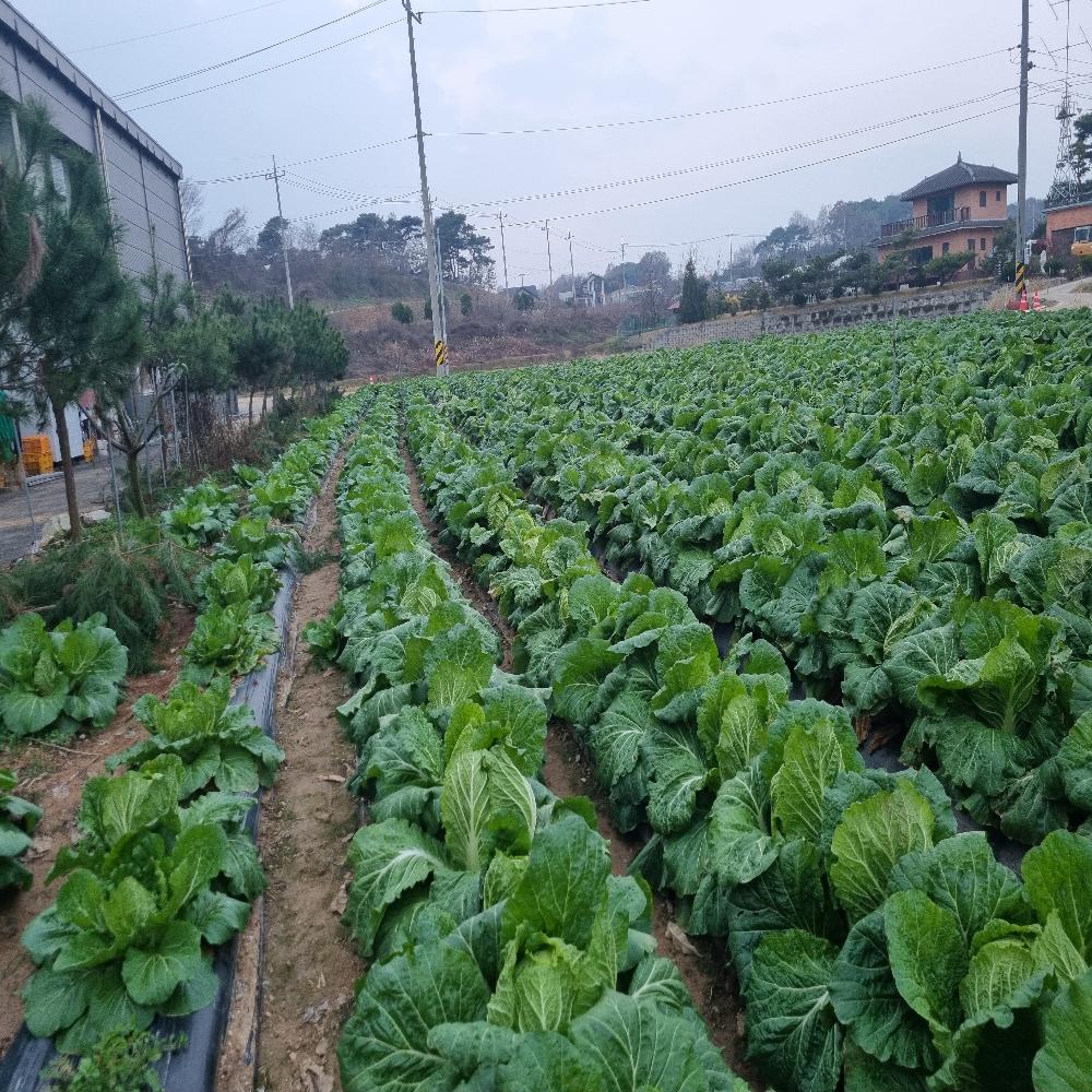 Photosynthesis enhancer, Promotor